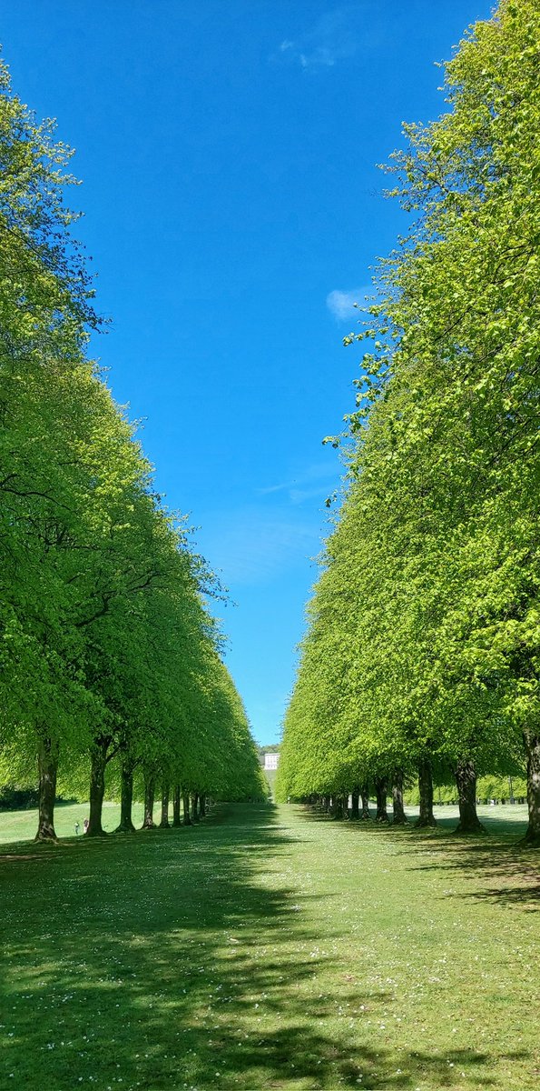 Good Morning Everyone 🙋🏻‍♀️ Beautiful blue skies🌳☀️ Will it last more than one day 🤞😂 Wishing you all a terrific Tuesday...😃☕️🍫🪷🦋