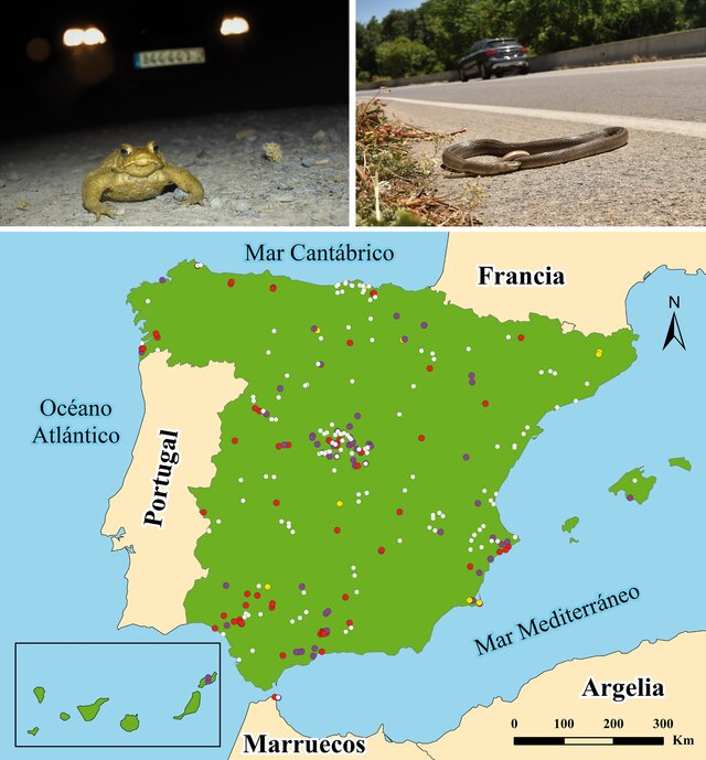 MaD_OnTheRoad's tweet photo. Ya está en @ResearchGate también nuestro ultimo trabajo: "Atropellos de #anfibios y #reptiles en las carreteras españolas: primeros resultados del #ProyectoSAFE", liderado por los compañeros de @herpetologica  https://t.co/PpNFJiNscK #RoadEcology @mitecogob @ebdonana https://t.co/HTZ9MvjR02