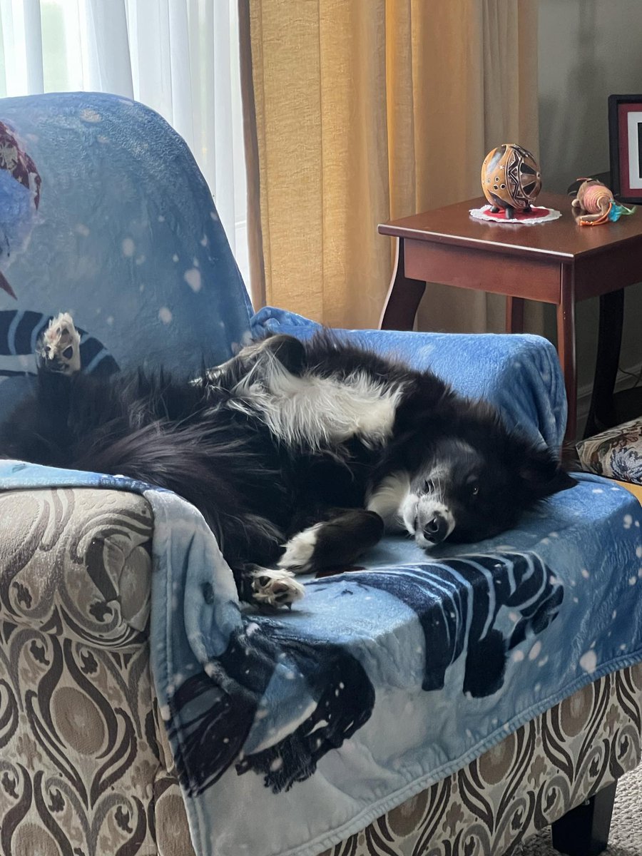 buffett_v's tweet photo. Back in her chair after a week 1/2 evacuation ❤ #labradorcity https://t.co/akCgsZN5Q4