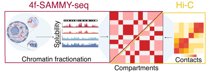 4f-SAMMY-seq is out on @NAR_Open!
We improved our SAMMY-seq technique to identify euchromatin and heterochromatin domains, as well as their compartmentalization inside the cell nucleus.
academic.oup.com/nar/article/52…