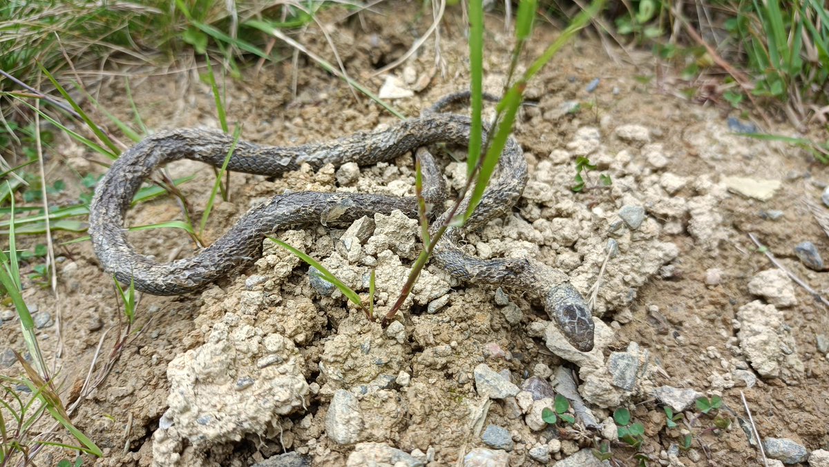1/4 Sugeek, gainerako animaliek jasaten dituzten mehatxuez gain, pertsona batzuengan sortzen duten higuina, nazka zein izuarekin lotutako mehatxua jasaten dute. Hori dela eta, sugeek jazarpen eta sarraski zuzena pairatzen dute, beti ere merezi gabeko ospe txarraren babesean.