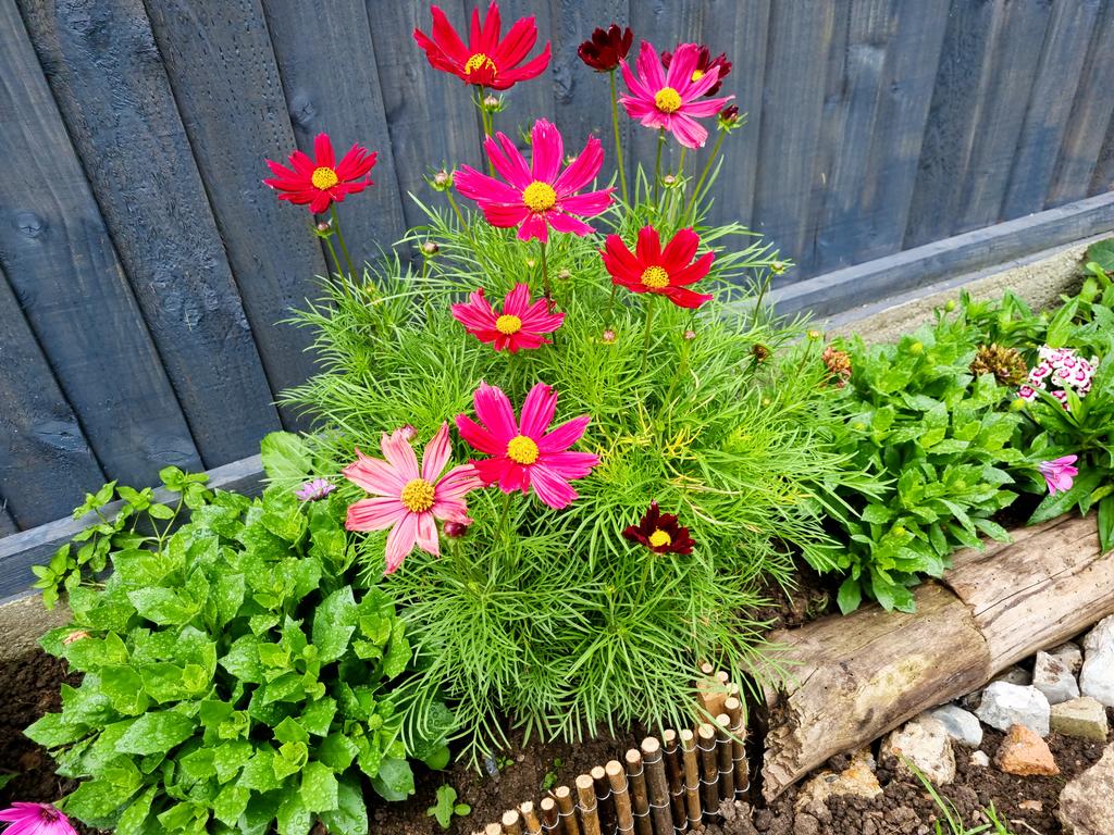 #mygarden #Today 🌺☀️💖