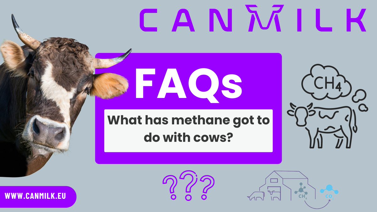 🐄🌍 Methane is a significant greenhouse gas. Cows,  produce methane through "enteric fermentation" in their rumens, which they expel by belching. With 77 million cows in Europe, this adds up! 🐮💨

Learn how #CANMILK aims to reduce methane emissions ➡ canmilk.eu
