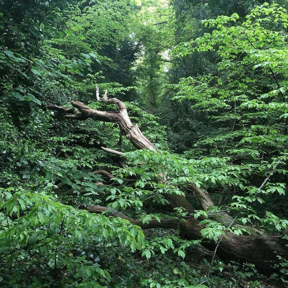 🌳Sydenham Hill Wood   It's so convenient! It's very friendly to hikers!  The forest is not big and you can finish it in two or three hours.