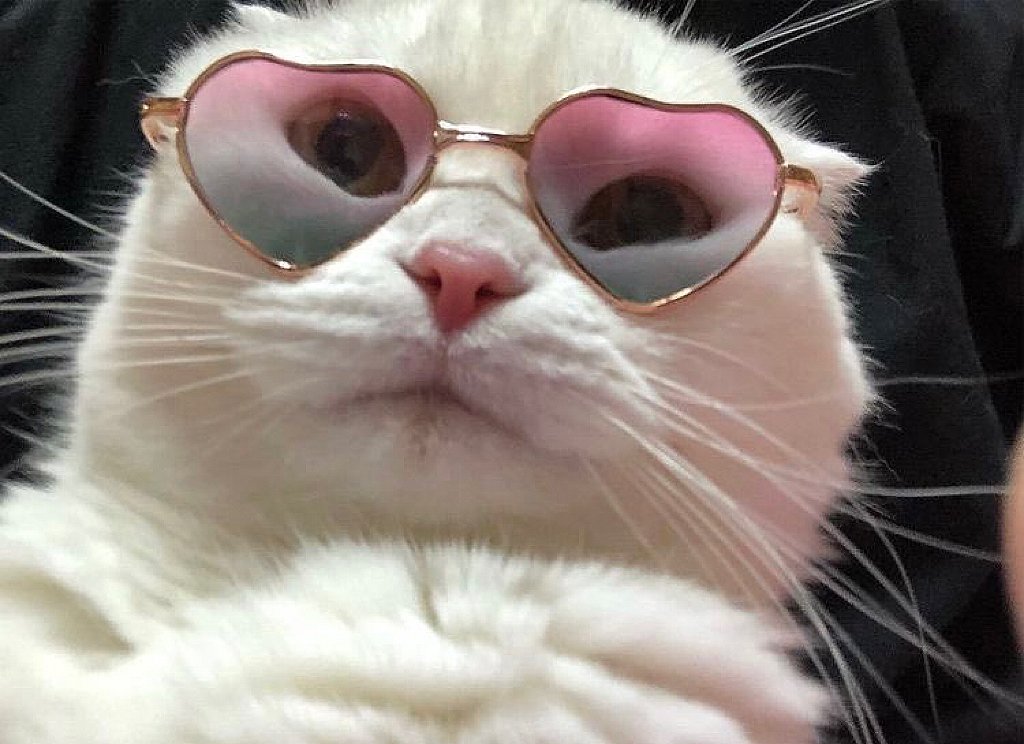 pic4Cat's tweet photo. https://t.co/afciTwvaHG