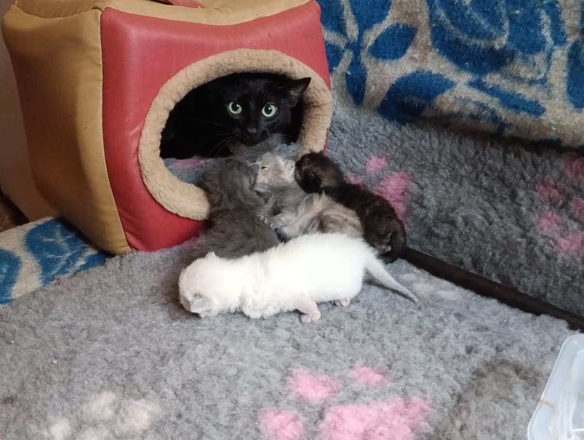 Melnai attalai radiniecei ir ģimenes pieaugums.  Laikam mazie vēlāk meklēs jaunas mājas. Bet vel jau pavisam mazi.  Par maziem priekš jaunām majam. Bišķit japaugas. Melnis gan jau pilnigi apzinīga vecumā atrada mājas. 
Bet mazie katrs sava toņa krāsa ;) Ņau.