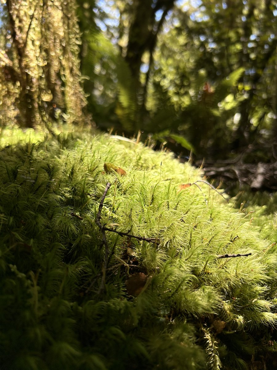 If you are <a href="/ibc2024/">IBC2024</a> and interested in #Bryophytes #Symbiosis #NitrogenFixation #Cyanobacteria…join us Saturday 11am in room A10.1! <a href="/mcdaniellab/">Stuart McDaniel</a> @DanOAlvarenga <a href="/AnnikaEngroff/">Annika Engroff</a>