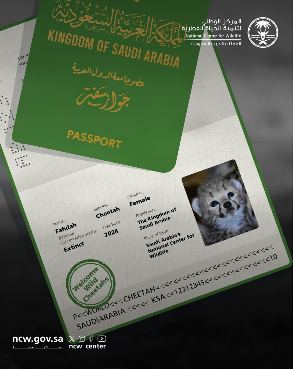 NCW_center's tweet image. Meet the newest additions at the National Center for Wildlife in Saudi Arabia – four adorable cheetah cubs!  

#CheetahsOfSaudi 
#NurturedByNature