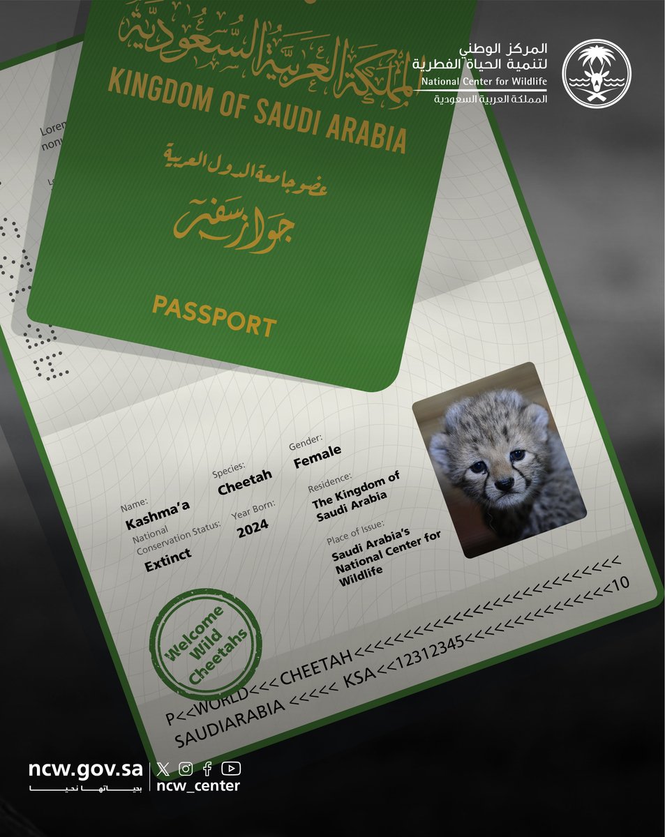 NCW_center's tweet image. Meet the newest additions at the National Center for Wildlife in Saudi Arabia – four adorable cheetah cubs!  

#CheetahsOfSaudi 
#NurturedByNature