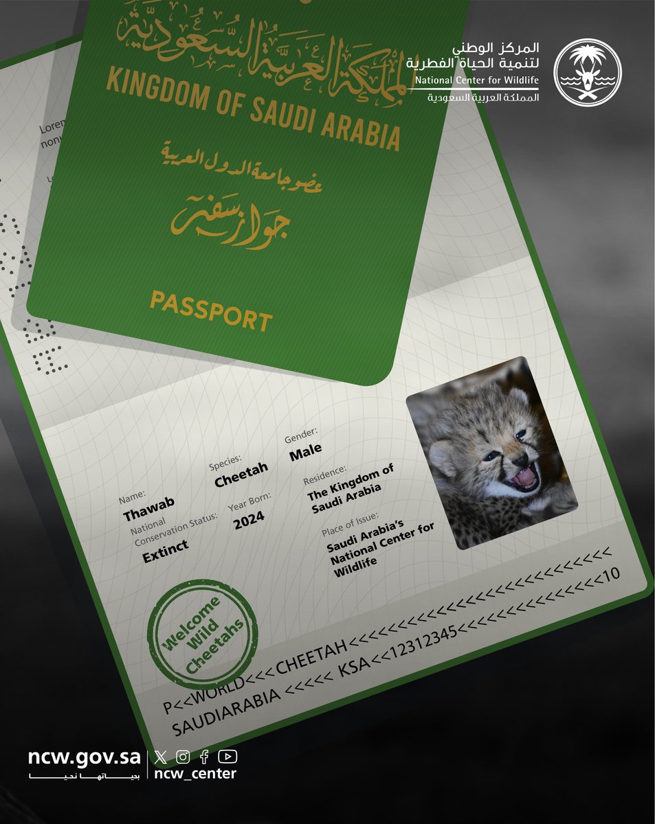 NCW_center's tweet image. Meet the newest additions at the National Center for Wildlife in Saudi Arabia – four adorable cheetah cubs!  

#CheetahsOfSaudi 
#NurturedByNature