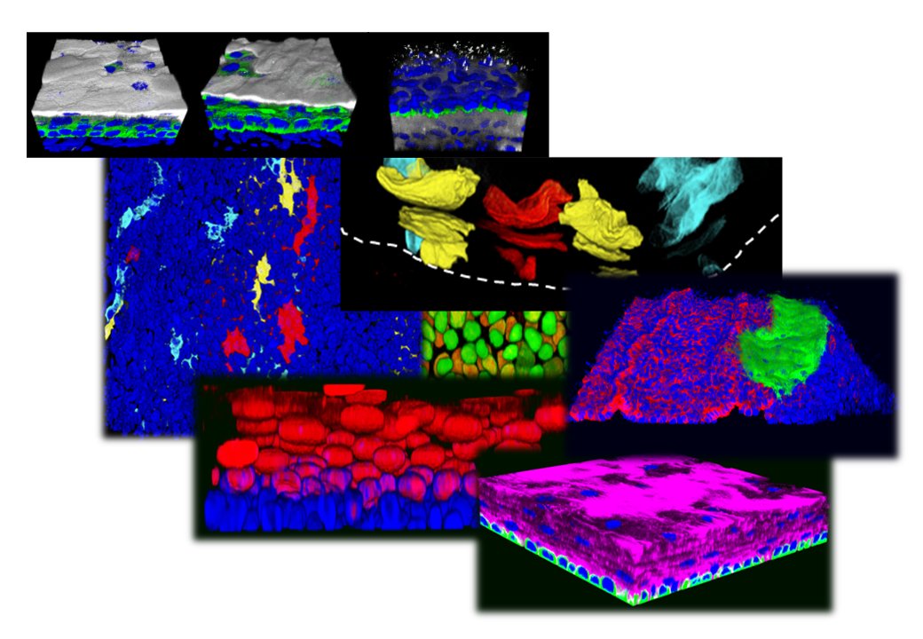 Maria Alcolea tweet media