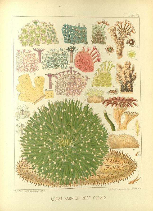 ZSLLibrary's tweet photo. William Saville-Kent was a #ZSLFellow.
Former Secretary of @OfficialZSL, Sir Peter Chalmers-Mitchell presented this book to #ZSLLibrary and #Archives on 27 April 1935.
The chromo plates are stunning and so colourful 🪸 https://t.co/KmpFVcthdc