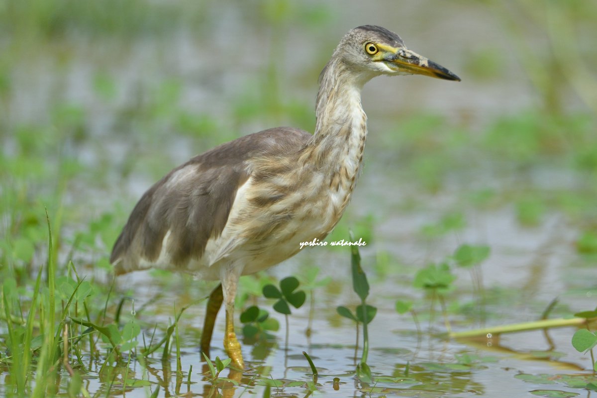 似たもの同士.Similar birds.(上段:左)チゴモズ(右)シマアカモズ(下段:左)ジャワアカガシラサギ(右)アカガシラサギ(Upper row:Left)Tiger Shrike(right)Brown Shrike(Lower row:Left)Javan Pond Heron(right)Chinese Pond Heron.#birdphotography #wildlifephotography #NaturePhotography #野鳥