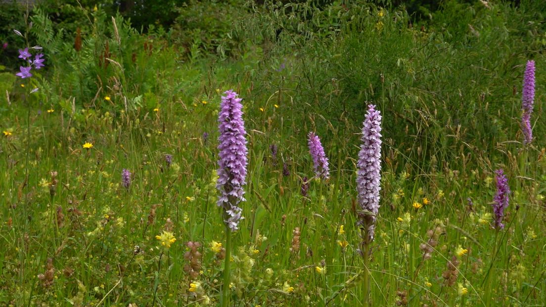 Orchideeën in eigen tuin 🤩🌺 Jan Wartena en Ien Rappoldt genieten elke dag van hun levenswerk in Vledder ➡️ rtvd.nl/3WxoJiH