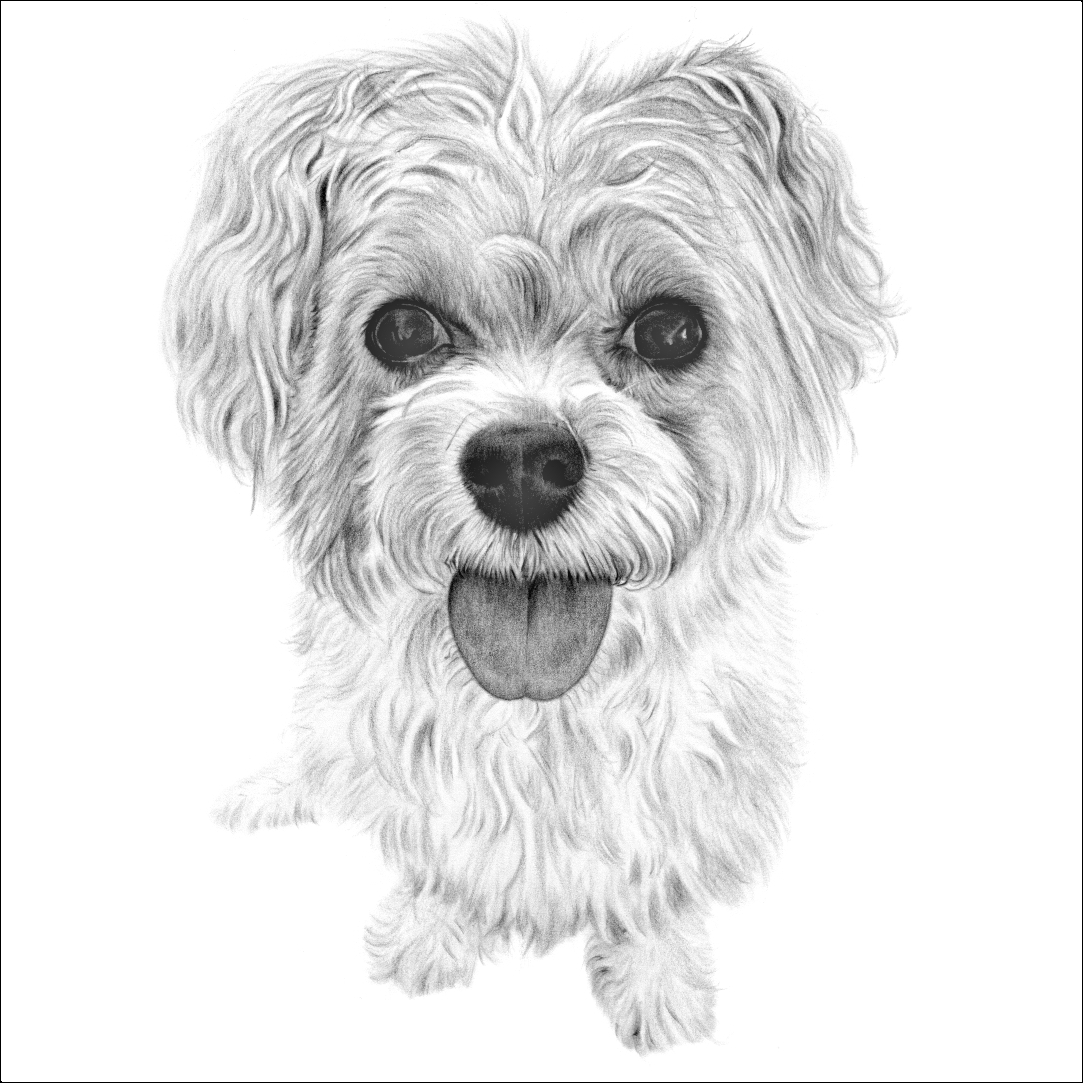 MCBPortraits's tweet photo. "Pencil portrait of Lola is fantastic" - Chris - Cwmbran.
#drawing #dog #pet #petportrait #drawingfromphoto
https://t.co/L5Mx941dM0
@TheGoodDogGuide https://t.co/nHmC0O513v