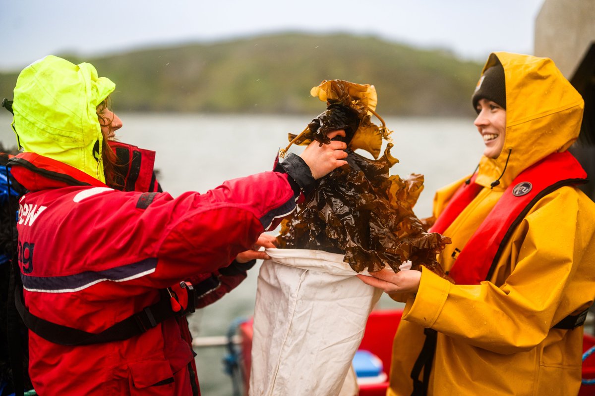 thembauk's tweet image. #Kelp forests in the UK are threatened by a range of stressors, including ocean warming, pollution, decreasing water quality & invasive species. Scientists at the MBA are conducting experiments to better understand their impacts 🌊
➡️ buff.ly/3RQ8Vpp
#MBA140