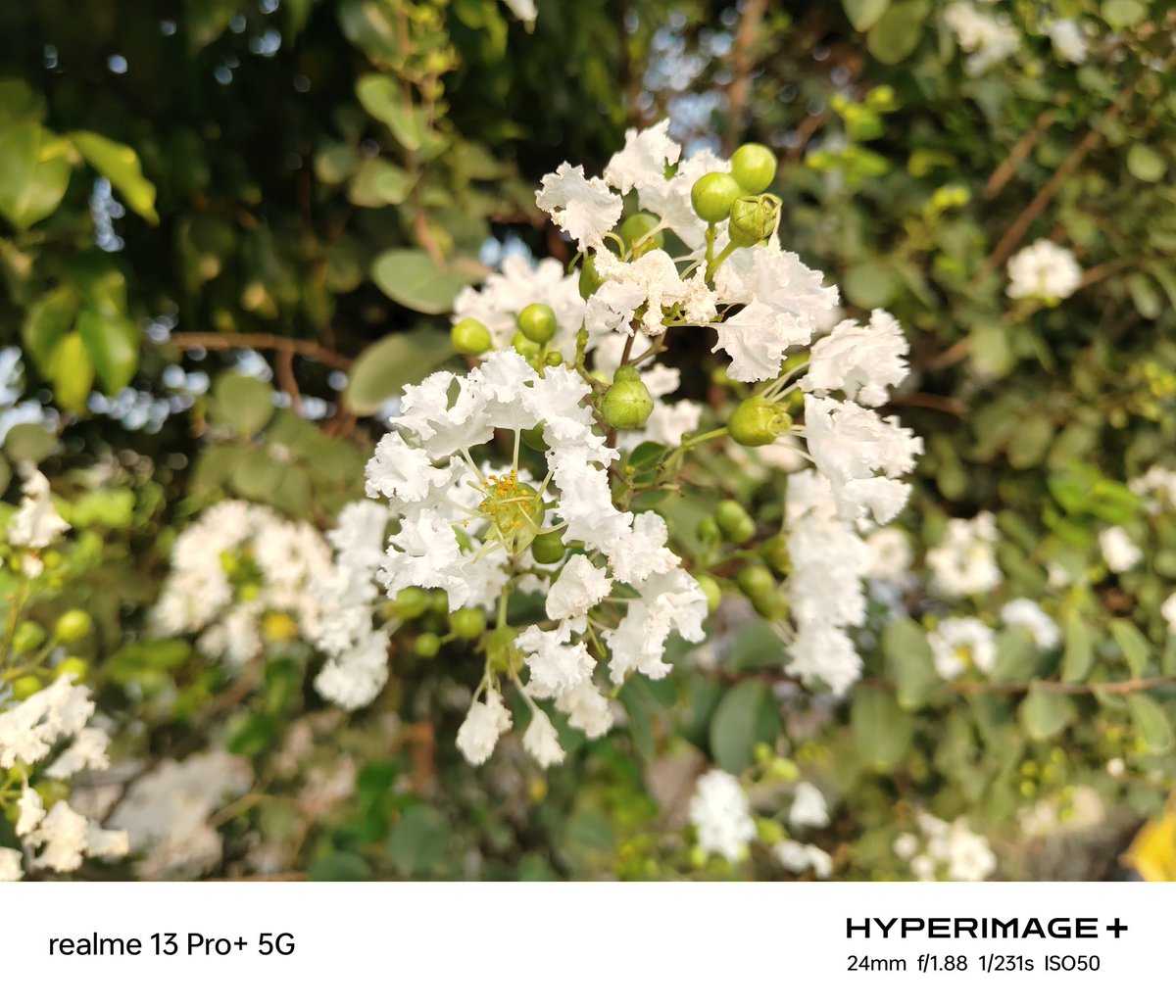 Realme 13 Pro+ Camera Samples 😍
Kya Kehte ho 🤔

#realme13ProSeries5G #UltraClearCameraWithAI