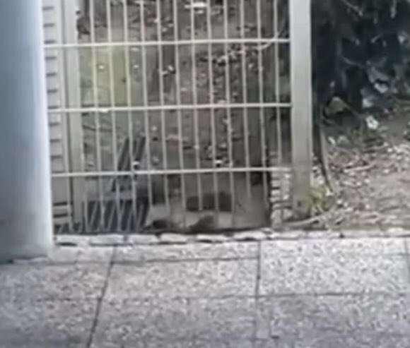 MissileV2's tweet photo. Rue Saint Hilaire à #Colombes soit en plein centre ville les rats sont prêts à accueillir les touristes et les sportifs qui arrivent pour les #JO2024 https://t.co/gX67I3E50E