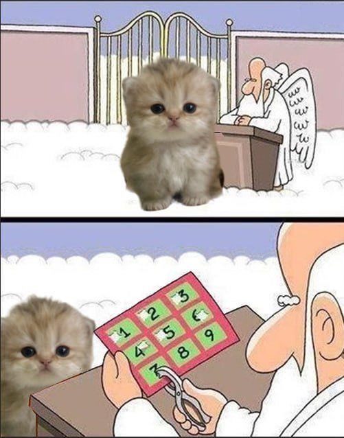 MAOcatonsolana's tweet image. When you will become mao maxi 🐱
mao