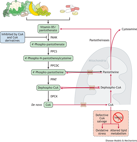 DMM_Journal's tweet photo. @IStedman @YorkUniversity @Danamarafi In this #DMMPerspective, @ChiaraGamberi, @NotoriousEMG, and colleagues provide an overview of the pathological mechanism of TANGO2 deficiency disorder and the effects of vitamin supplementation. #raredisease
https://t.co/DYHsLu92na https://t.co/PRZWS1CnEh
