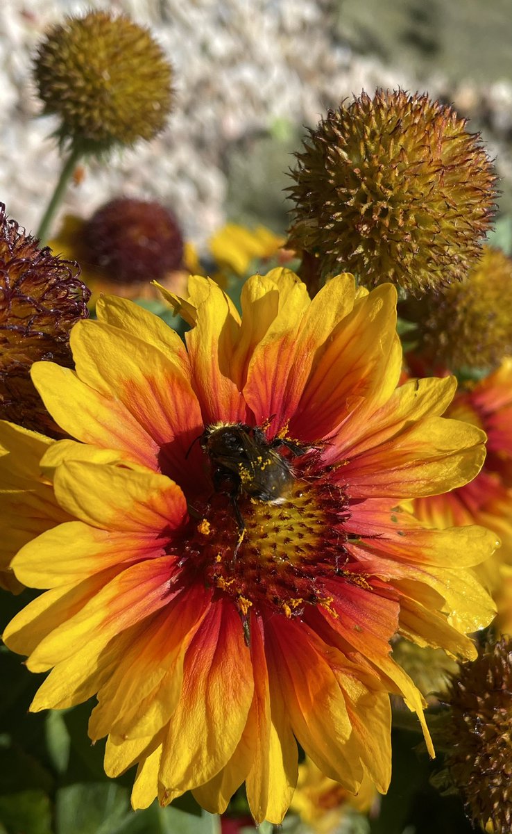 lostsentience's tweet photo. @jacobnichols09 Bobby Bumble lives!!!! 💪🏻🐝 https://t.co/M5lY1o4aOJ