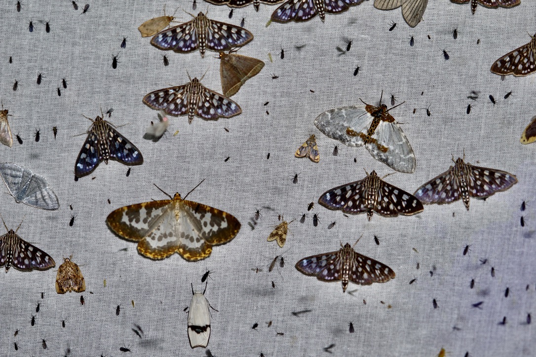 Earlier this month, at  2300m elevation in Central Himalayas, I saw an outbreak of the Spotted Grass Moth (Pygospila tyres). A widespread species usually found in higher numbers in rains, but the number of this species was outrageous! 
Do share if anyone has similar observations