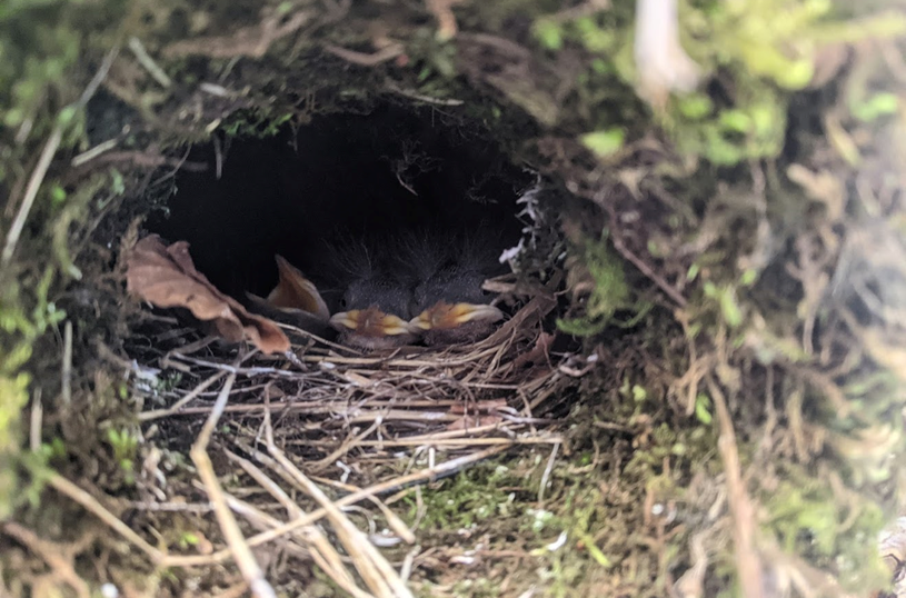 Rachel Steenson tweet media