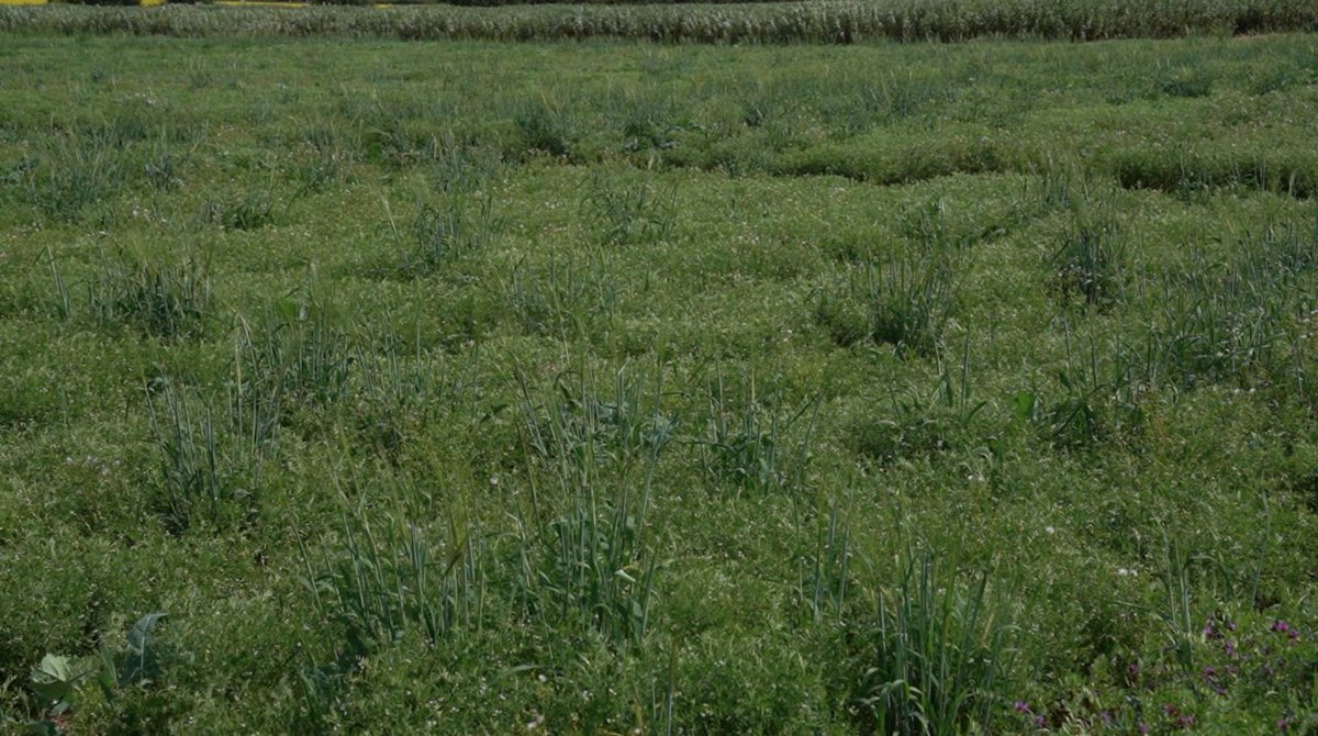 pgroresearch's tweet image. PGRO's #lentil trials were on show at this year’s Pulse Open Day.

In this new video, Will Evans tells us more about his work in researching the viability of growing lentils in the UK: youtube.com/watch?v=k10iHw…

#pgro #uklentils