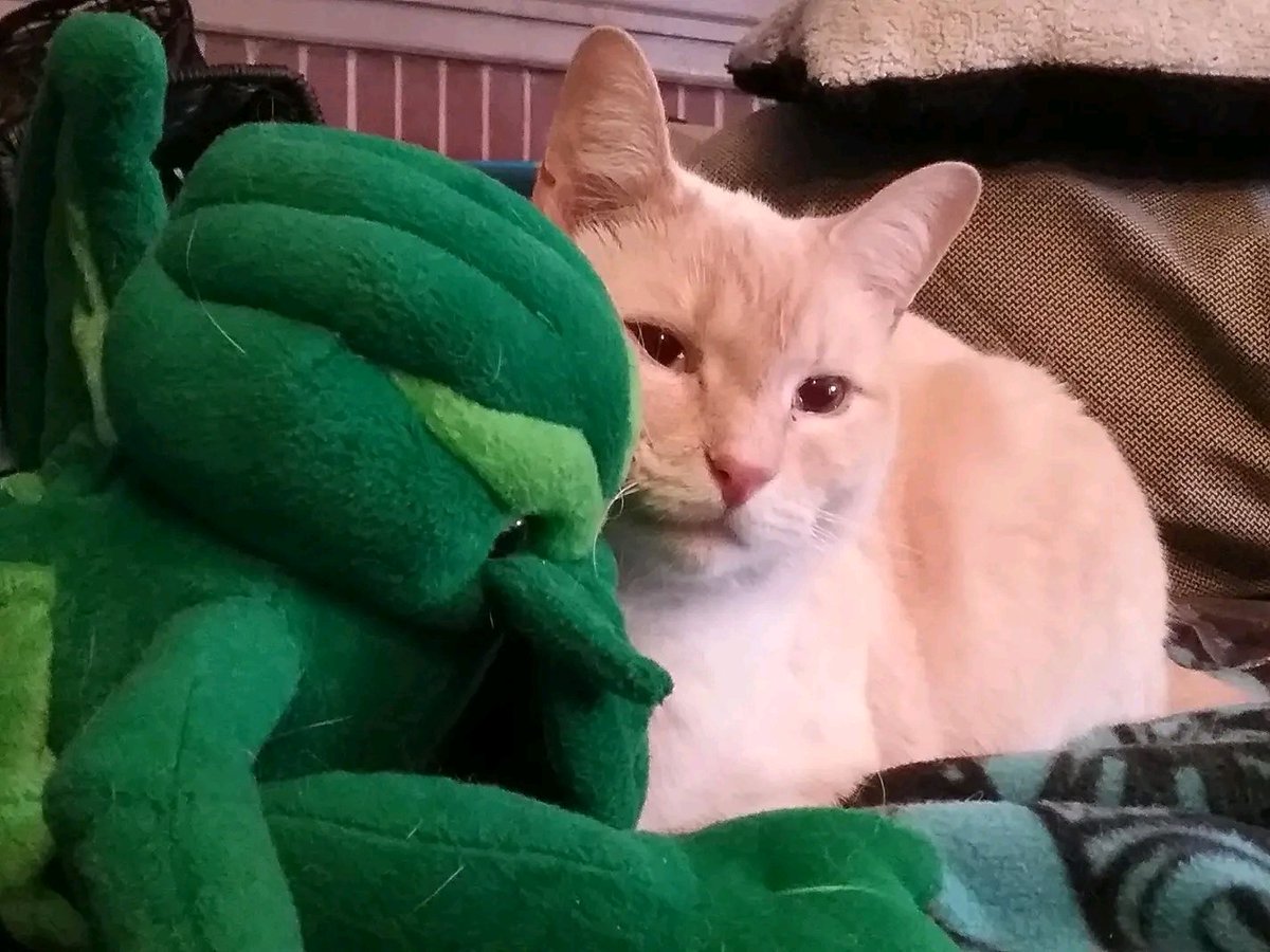 johnringat's tweet photo. Our cat Tesla with his buddy. Can you guess the buddy's name? It's with R'lyeh and F'tagn.
:-) https://t.co/q5zq2beSOU