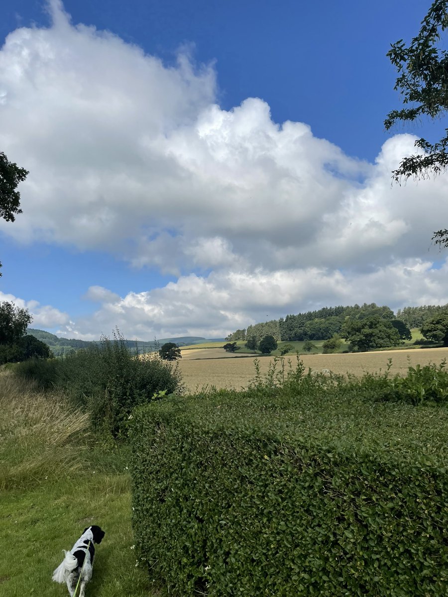 Fields upon fields upon fields :) #Shropshire #NaturePhotograhpy #Onlyfan