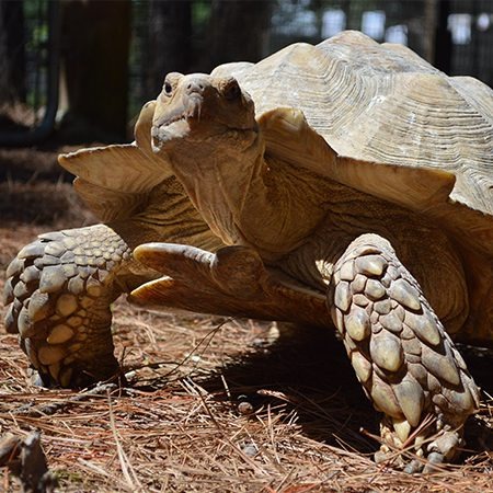 The first and last of it's name.

The third largest of the world,

The largest mainland tortoise in Africa. 

This is African Spurred Tortoise.