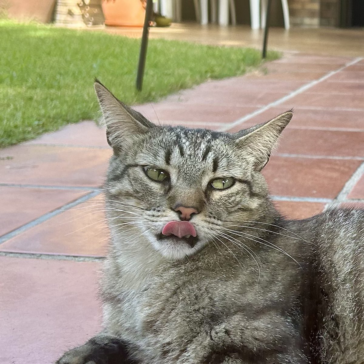 RealLifeCats1's tweet photo. Actitud gatuna😛Catitude
.
.
.
📸-Shiva😻
#gatitos #gatos #cats #catsofinstagram #cat #catstagram #gato #gatosdeinstagram #kitten #santcugat #kittens #gatacarey #instacats #instacat #catlover #gatitosbebes #love #catoftheday #animals #pets #cats_of_world #reallifecats https://t.co/25ZHvbeoZb