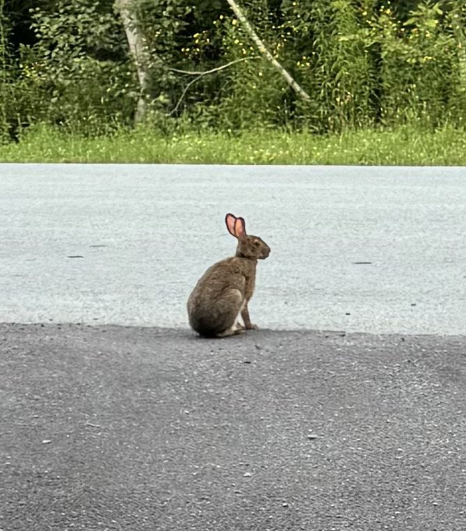 This morning’s bunny (taken by me)