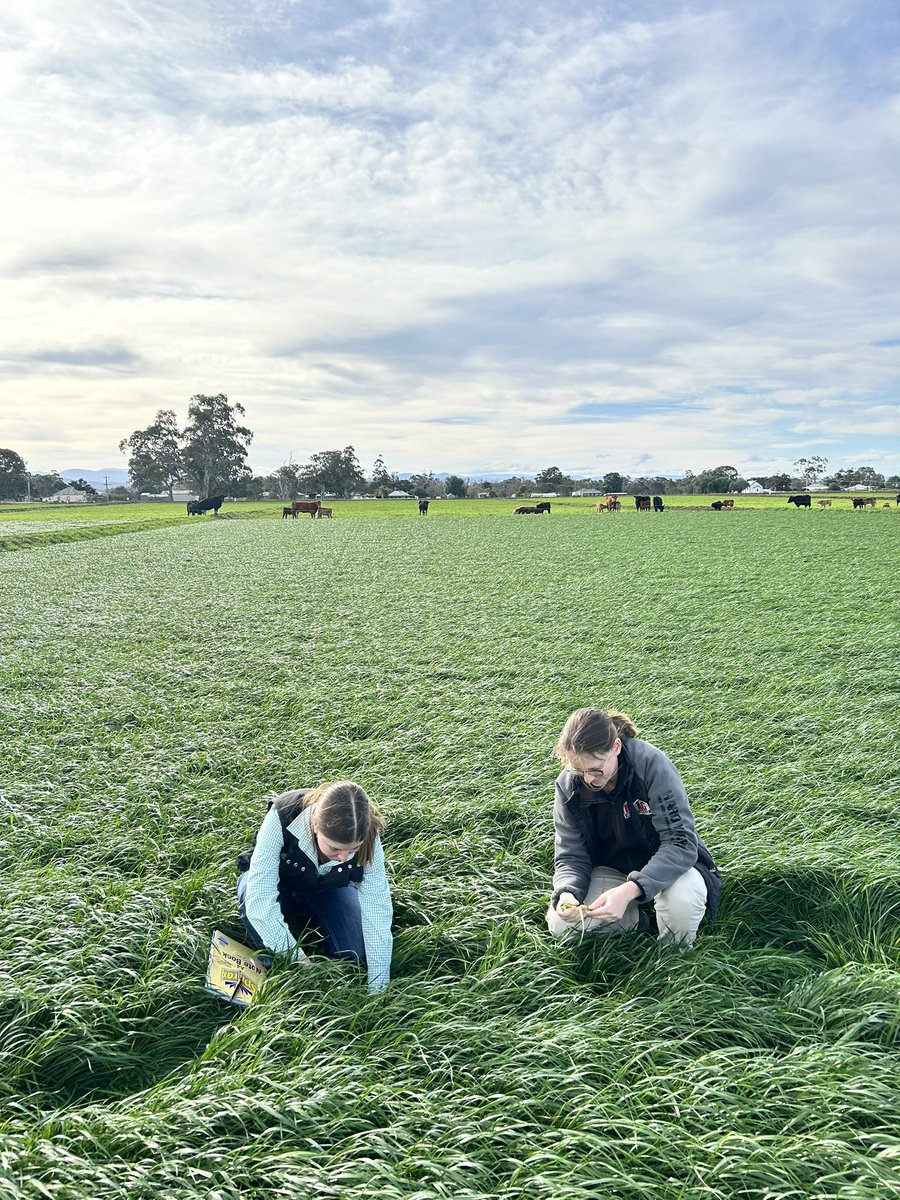 David Squibb (@dsquibb2312) on Twitter photo A cracker of an arvo in #Gippsland to look over an #annual #ryegrass demo #trial with Hannah and Scott from Ag Warehouse. Loader annual ryegrass from <a href="/swseedcompanyau/">S&W Seed Company Australia</a> looking impressive and #productive . #lateseason #quality #beef #dairy #lamb #sheep #feed #grazing A cracker of an arvo in #Gippsland to look over an #annual #ryegrass demo #trial with Hannah and Scott from Ag Warehouse. Loader annual ryegrass from <a href="/swseedcompanyau/">S&W Seed Company Australia</a> looking impressive and #productive . #lateseason #quality #beef #dairy #lamb #sheep #feed #grazing