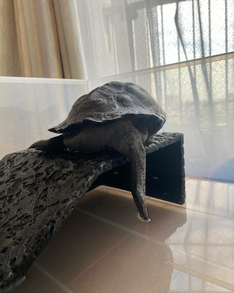 Macraprus's tweet photo. 尻尾ではなく脚をだらんとするジュリちゃん🐢
実は脚が長いのです💖

#クサガメ #クサガメのいる暮らし #亀 #カメスタグラム #tortoise #turtle #reevesturtle https://t.co/oVr4QvDgVL