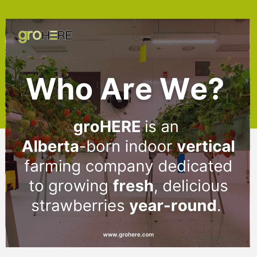 Enjoy the freshest, most delicious strawberries all year with groHERE! 

With innovation, integrity, and grit, we bring the finest strawberries to your table. 

Choose local with groHERE and taste the difference! 

#verticalfarm #strawberry #indoorfarming #Canada #Alberta