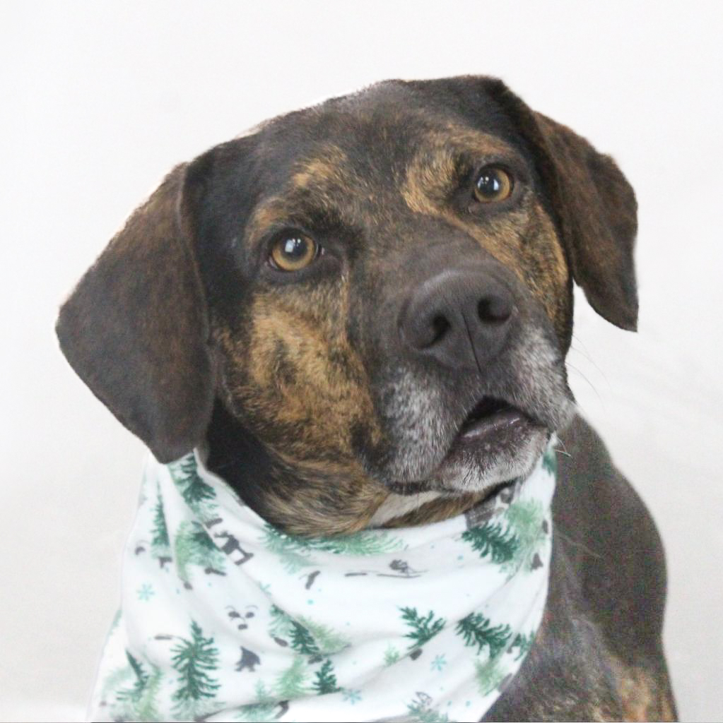 GvlAnimalCare's tweet photo. Happy #TeamFavoriteTuesday!! Today we' have a very sweet little guy for you to meet - BARNEY!
Barney is currently available to adopt! And remember: ALL Adoptions are currently FREE thanks to the Bissell Pet Foundation's #EmptyTheShelters event AND the #PickMeSC event! https://t.co/NnNoXg5W1u