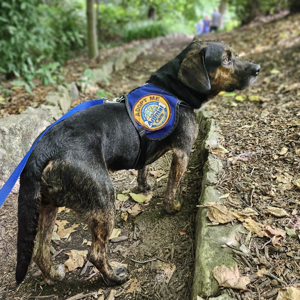 GvlAnimalCare's tweet photo. Happy #TeamFavoriteTuesday!! Today we' have a very sweet little guy for you to meet - BARNEY!
Barney is currently available to adopt! And remember: ALL Adoptions are currently FREE thanks to the Bissell Pet Foundation's #EmptyTheShelters event AND the #PickMeSC event! https://t.co/NnNoXg5W1u