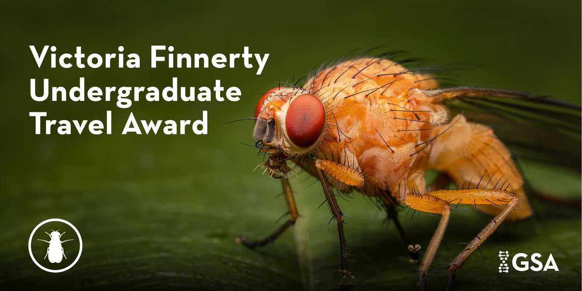 GeneticsGSA's tweet image. Are you an #undergrad planning on attending #Dros25? 🪰 Save the date and start preparing your materials. Applications for the Victoria Finnerty Undergraduate Travel Award open next week, on August 1! 

Get financial support for registration. Learn more: bit.ly/3zIITNG