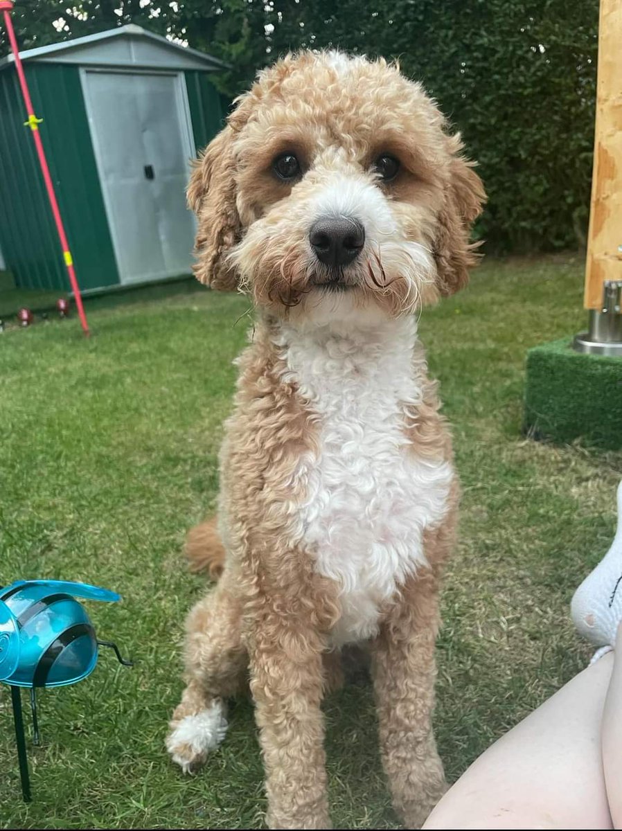MissingPetsGB's tweet photo. 🐕 MARLEY is a 1 year old cockapoo that went #missing since the morning of 22 July 2024 in Marham Park, Bury St Edmunds #Suffolk #IP32
Marley is microchipped, monochid and very nervous of people. He has escaped his harness. Please keep a look out🙏 https://t.co/YVwl8X8vms