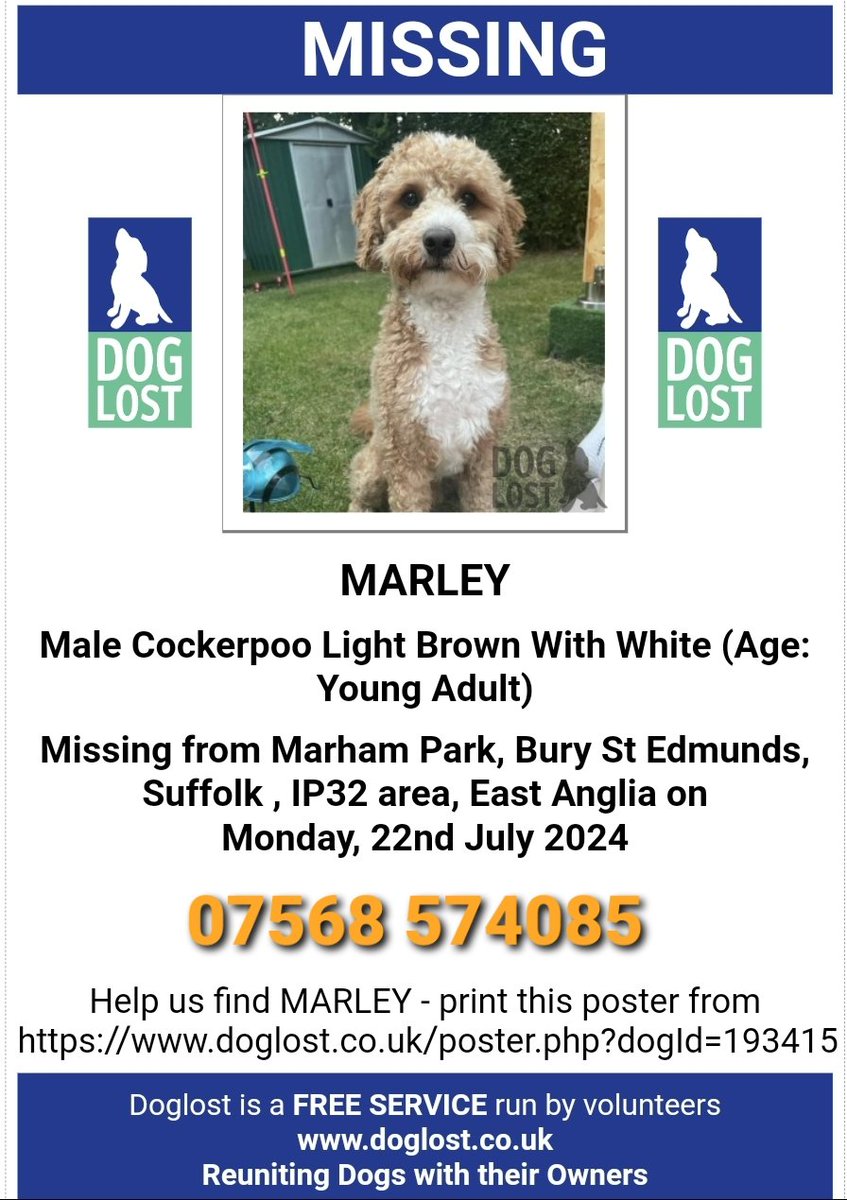 MissingPetsGB's tweet photo. 🐕 MARLEY is a 1 year old cockapoo that went #missing since the morning of 22 July 2024 in Marham Park, Bury St Edmunds #Suffolk #IP32
Marley is microchipped, monochid and very nervous of people. He has escaped his harness. Please keep a look out🙏 https://t.co/YVwl8X8vms