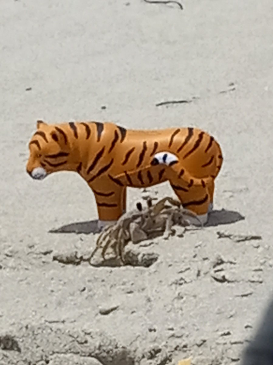 Auburn University Libraries tweet media