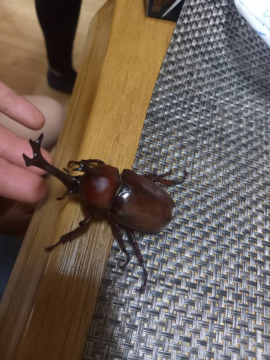 _244com's tweet photo. 81のカブトムシと
59のヒラタだけお持ち帰り
81にもなるとカブトムシの羽音
ヘリコプターみたいやったわ https://t.co/4lZoQ95KDk