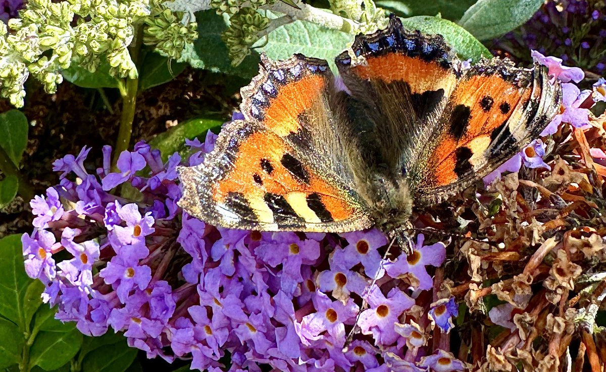 Eamon_Timmins's tweet photo. Nothing says summer like. . . #Irishbutterfly #smalltortoiseshell #bioversity https://t.co/765BeRQgkS