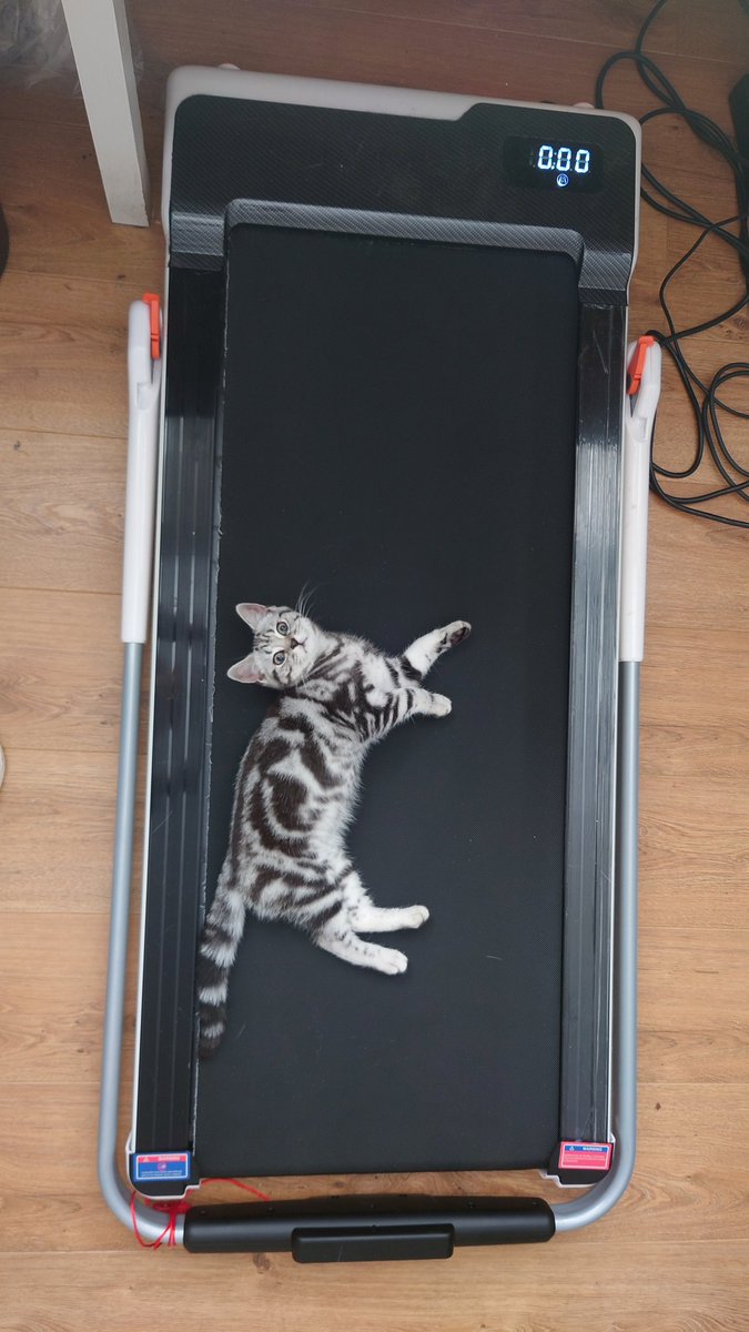 Ginger_Jody's tweet photo. @buitengebieden Tiffany laying on my treadmill so neither of us can do any exercise 😋 https://t.co/ouHtJPfGzJ