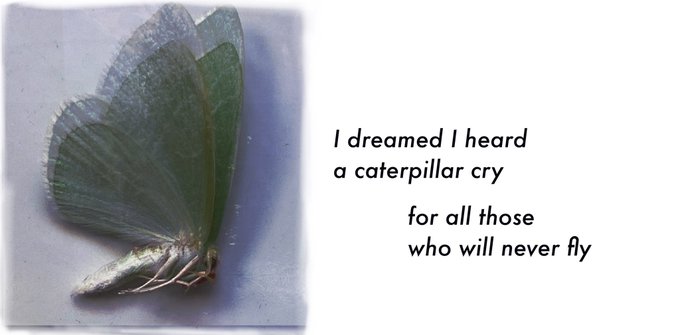 #micropoetry #extinction