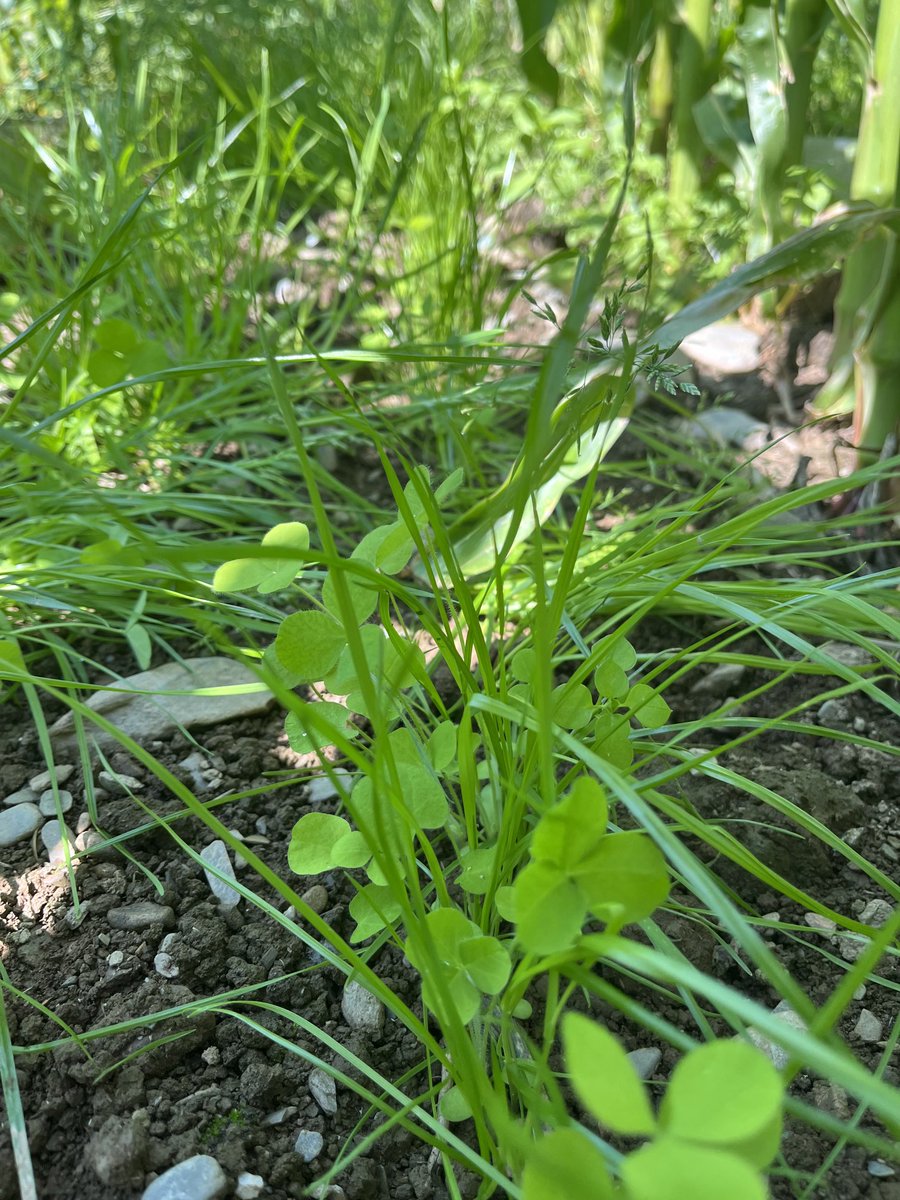 Jim Clark tweet media