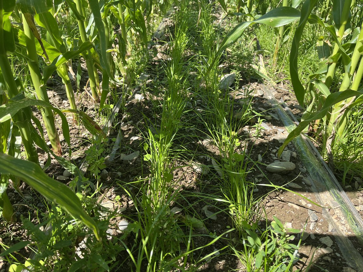 Jim Clark tweet media