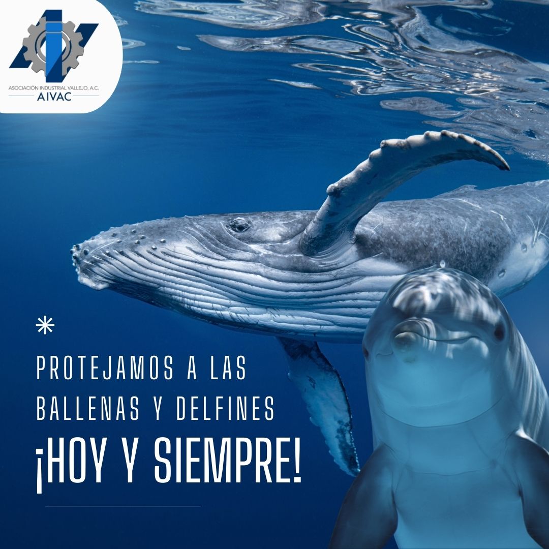 AIVAC1's tweet photo. 🐬🌊¡Hoy celebramos el Día Mundial de las Ballenas y Delfines! 🐋🌊
En AIVAC, destacamos la importancia de proteger a estos mamíferos marinos
¡Tomemos conciencia y protejamos sus hábitats! #DíaMundialDeLasBallenasYDelfines #ConservaciónMarina #AIVAC #ProtejamosNuestrosOcéanos https://t.co/GxgQF1Oev3