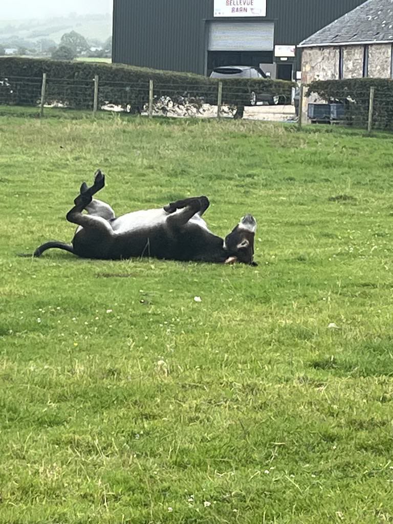 When you’ve waited and waited for the sun, then suddenly it’s here!!🌞🌞🌞🧘
VisitScotland - Your Scotland VisitArran Go Rural Scotland CalMac Ferries #WeAreArran #holidayarran #Arran #farmtours #openfarm #donkeys #happydonkeys #ThingsToDoWithKids #summerholidays #summer2024